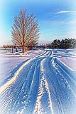 Snow Tracks_33586